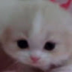 Meet your Posher, Momo